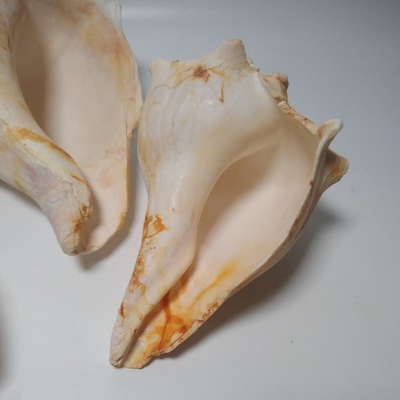 3 x Conch Seashells East Coast Beach Sea Shells Nautical Décor Lightning Whelk - Picture 4 of 9